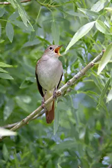 Nightingales: Nightingale - singing from branch