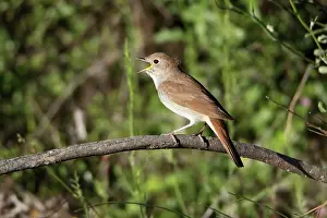 Nightingales: Nightingale - singing from branch