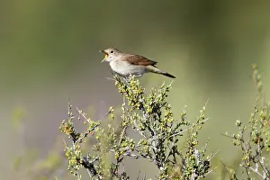 Nightingales: Nightingale - singing from bush top