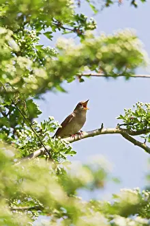 Nightingale: Nightingale - singing from hawthorn bush