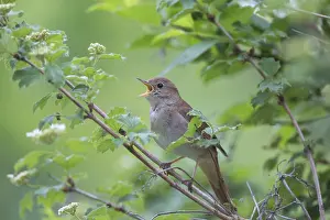 Nightingale: Nightingale - singing male - Germany