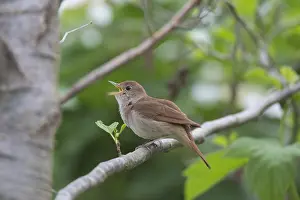 Nightingale: Nightingale - singing male - Germany