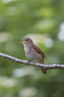 Nightingale: Nightingale - singing male - Germany