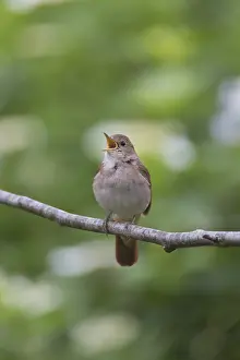 Nightingale: Nightingale - singing male - Germany