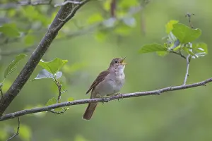 Nightingale: Nightingale - singing male - Germany