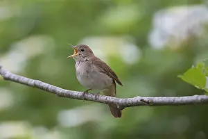 Nightingale: Nightingale - singing male - Germany