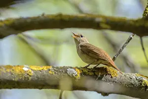 Opened: The nightingale sings, having opened a beak