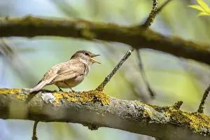 Opened: The nightingale sings, having opened a beak