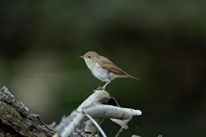 Nightingale: Nightingale - in spring on territory