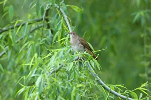 Nightingale: Nightingale - in spring on territory