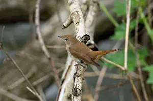 Nightingale: Nightingale - in spring on territory
