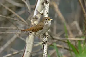 Nightingale: Nightingale - in spring on territory