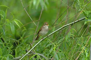 Nightingale: Nightingale - in spring on territory
