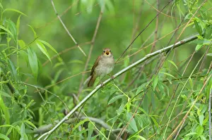 Nightingale: Nightingale - in spring on territory