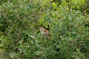 Nightingale: Nightingale - in spring on territory