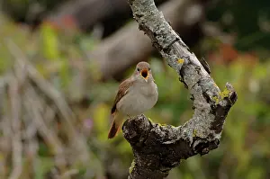 Nightingale: Nightingale - in spring on territory