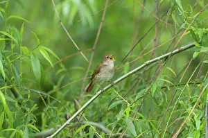 Nightingale: Nightingale - in spring on territory singing