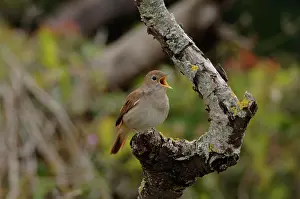 Nightingale: Nightingale - in spring on territory singing