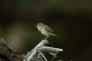 Nightingale: Nightingale - in spring on territory singing