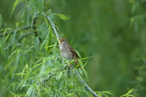 Nightingale: Nightingale - in spring on territory singing