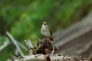 Nightingale: Nightingale - in spring on territory singing, full on