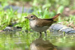 Nightingale: Nightingale - standing in pool Bulgaria (Luscinia