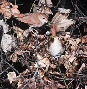 Nightingales: NIGHTINGALE - x two in nest