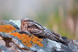 Nightjar: Nightjar