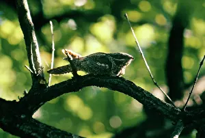 Crepuscular: Nightjar - on branch, at dusk