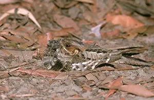 Nightjar: Nightjar camouflaged with chick