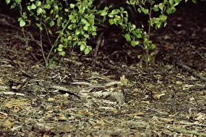 Crepuscular: NIGHTJAR - camouflaged on ground