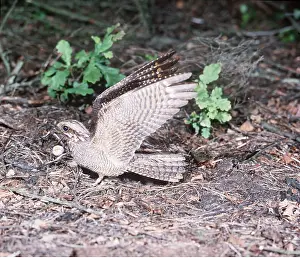 Nightjars: NIGHTJAR - female, on ground with wings up