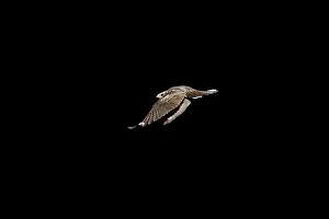 Nightjar: Nightjar - in flight