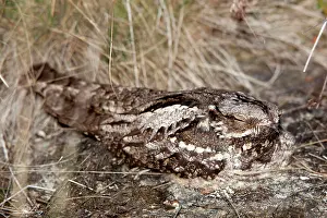 Nightjar: Nightjar - on the ground