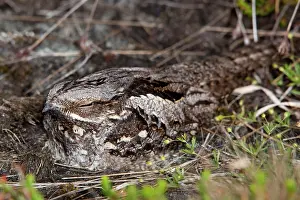 Nightjar: Nightjar - on the ground