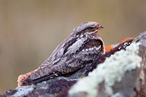 Nightjar: Nightjar - on ground in evening