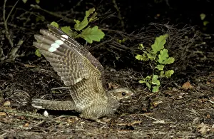 Crepuscular: NIGHTJAR - male, displaying on ground, with wings