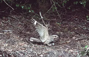 Jack Bailey: NIGHTJAR - male with wings up