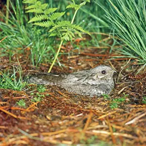 Nightjar: NIGHTJAR - on nest