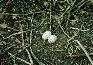Jack Bailey: NIGHTJAR - Nest with eggs