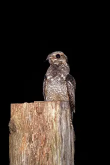 Nightjar: Nightjar - on a post