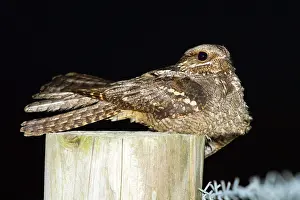 Nightjar: Nightjar - on a post