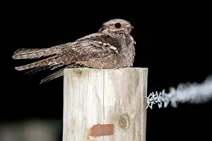 Nightjar: Nightjar - on a post