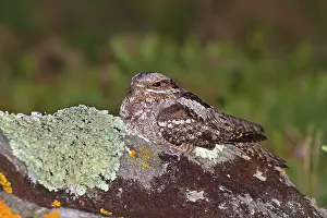 Nightjar: Nightjar - on a rock