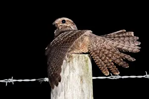 Nightjar: Nightjar - with wings open on a post