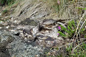 Nightjar: Nightjar - with young