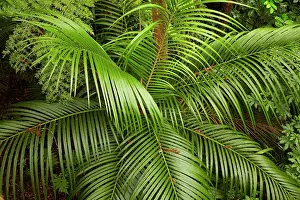 Kauri: Nikau Palm ( Rhopalostylis sapida ), A.H