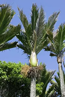 Nikau: Nikau palms