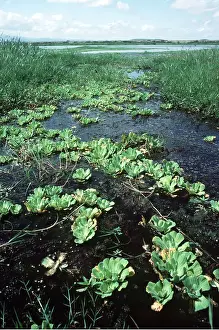 Nile: Nile Cabbage / Water Lettuce