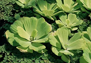 Nile: NILE CABBAGE / Water Lettuce